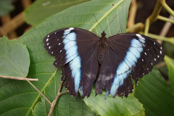 Gestreepte Morpho - Morpho achilles — Stockfoto