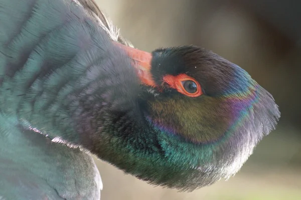 Černý čáp - Ciconia nigra — Stock fotografie