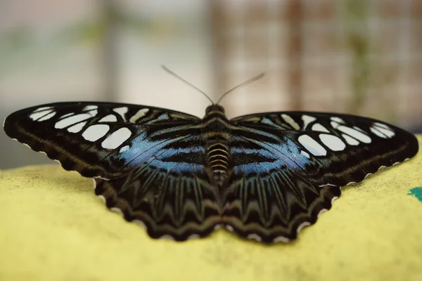 Blauer Klipper - Parthenos sylvia — Stockfoto