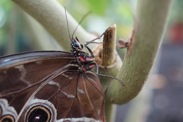 Blauwe Morpho - Morpho peleides — Stockfoto