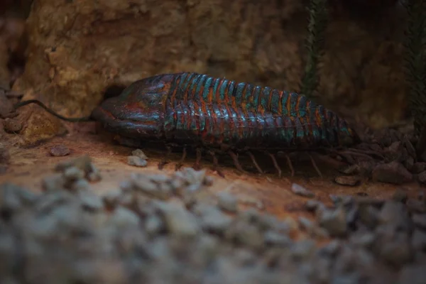 Bollandia Perszephoné — Stock Fotó