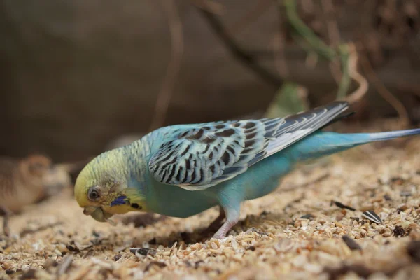 Agregado orçamental - Melopsittacus undulatus — Fotografia de Stock