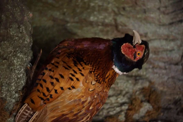 Common Pheasant - Phasianus colchicus — Stock Photo, Image