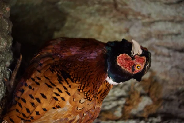 Bažant obecný - phasianus colchicus — Stock fotografie