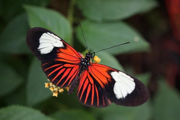 Gemeiner Postbote - heliconius melpomene — Stockfoto