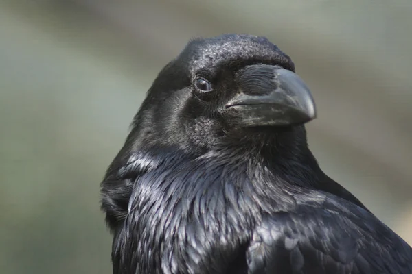 Corvo-comum - Corvus corax — Fotografia de Stock