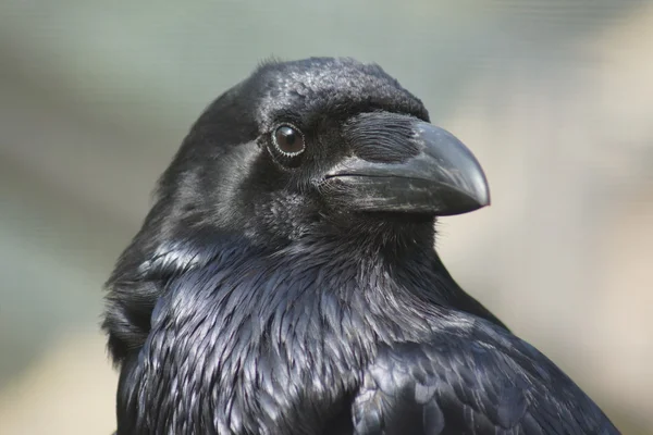 Gemeenschappelijke Raven - Corvus corax — Stockfoto