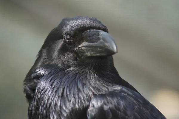 Ortak Raven - Corvus corax — Stok fotoğraf