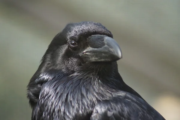 Gemeenschappelijke Raven - Corvus corax — Stockfoto