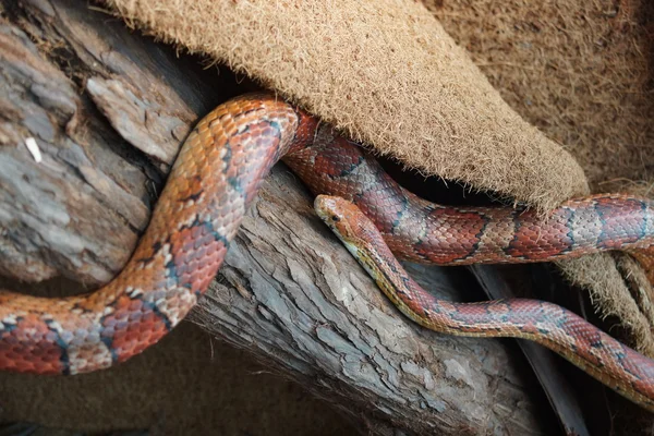 Кукурузная змея - Pantherophis guttatus — стоковое фото
