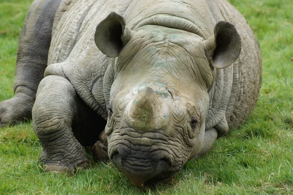 Rinoceronte-negro - Diceros bicornis michaeli — Fotografia de Stock