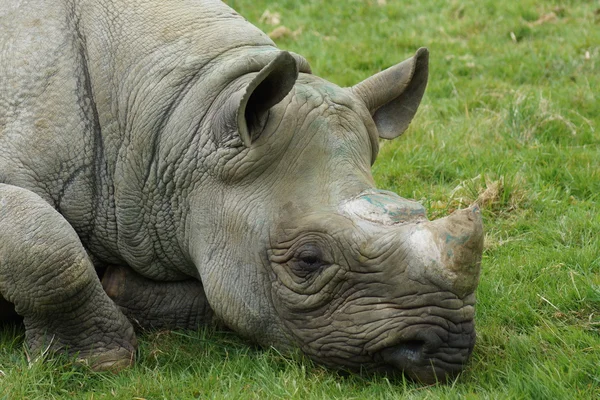 Östliches Spitzmaulnashorn - diceros bicornis michaeli — Stockfoto