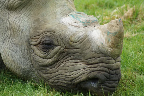 Eastern Black Rhinoceros - Diceros bicornis michaeli — Stock Photo, Image