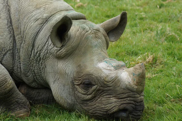 Östliches Spitzmaulnashorn - diceros bicornis michaeli — Stockfoto