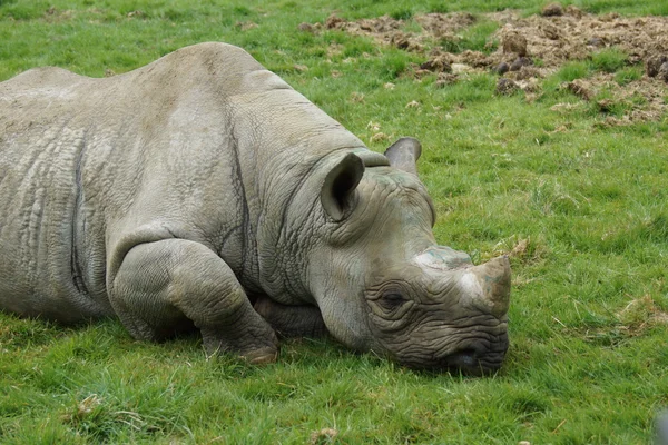 Eastern Black Rhinoceros - Diceros bicornis michaeli — Stock Photo, Image