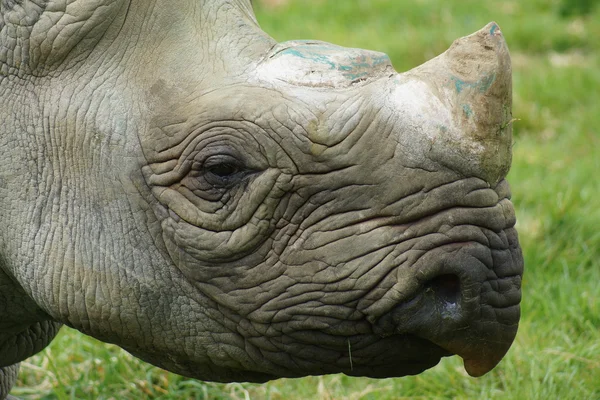 Eastern Black Rhinoceros - Diceros bicornis michaeli — Stock Photo, Image