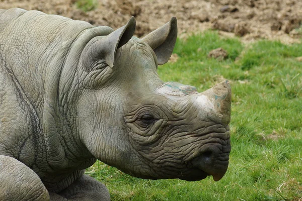 Eastern Black Rhinoceros - Diceros bicornis michaeli — Stock Photo, Image