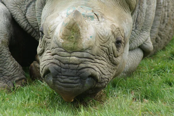 Eastern Black Rhinoceros - Diceros bicornis michaeli — Stock Photo, Image