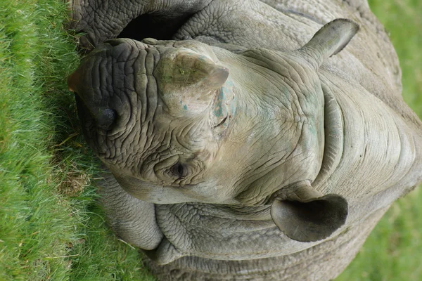 Eastern Black Rhinoceros - Diceros bicornis michaeli — Stock Photo, Image