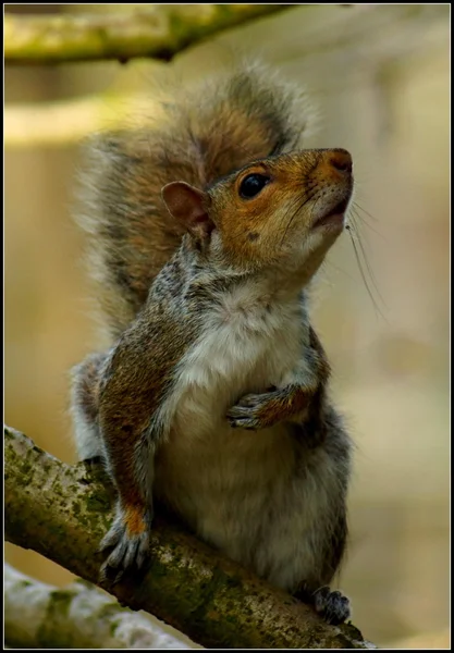 Eastern Grey Squirrel - Sciurus carolinensis — Stock Photo, Image