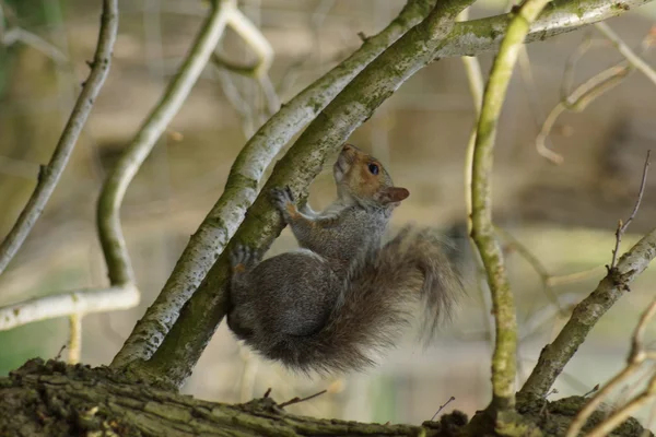 Esquilo cinzento oriental - Sciurus carolinensis — Fotografia de Stock