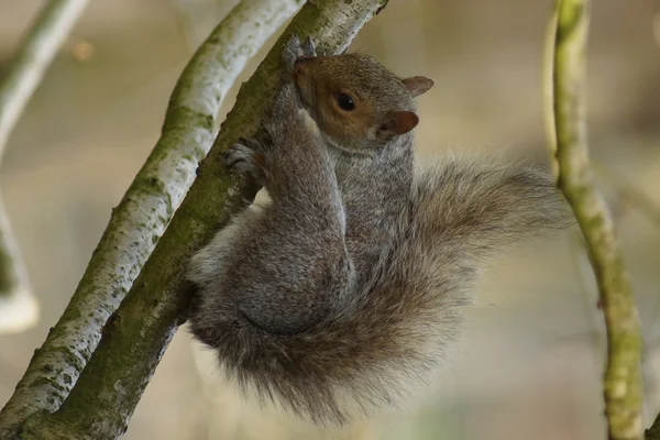 Esquilo cinzento oriental - Sciurus carolinensis — Fotografia de Stock