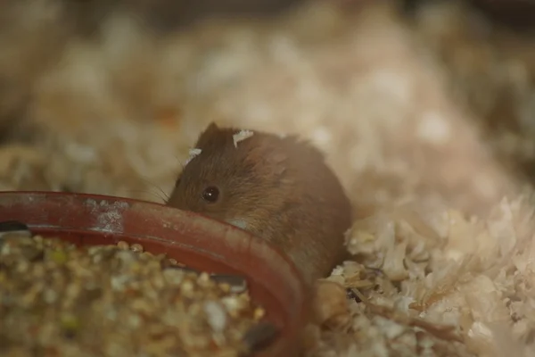 Raccolta Eurasiatica Mouse - Micromys minutus — Foto Stock