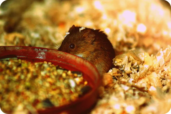 Eurasian Harvest Mouse - Micromys minutus — Stock Photo, Image