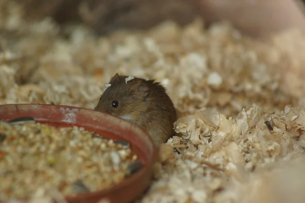 Rato de colheita eurasiano - Micromys minutus — Fotografia de Stock