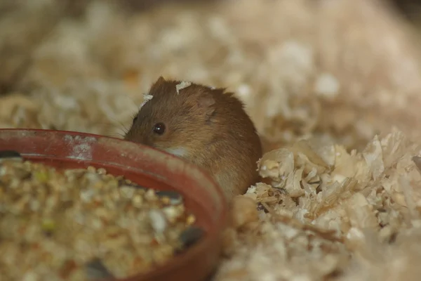 Євразійська врожаю миші - Micromys minutus — стокове фото