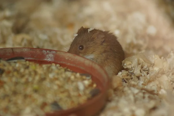 Еврейская мышь-урожай - Micromys minutus — стоковое фото