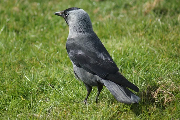 Eurásia Jackdaw - Corvus monedula — Fotografia de Stock