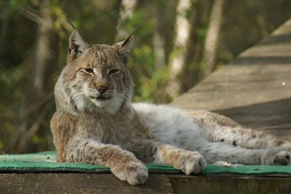 欧亚猞猁-猞猁猞猁 — 图库照片