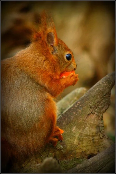 Eurasisches Rothörnchen - Sciurus vulgaris — Stockfoto