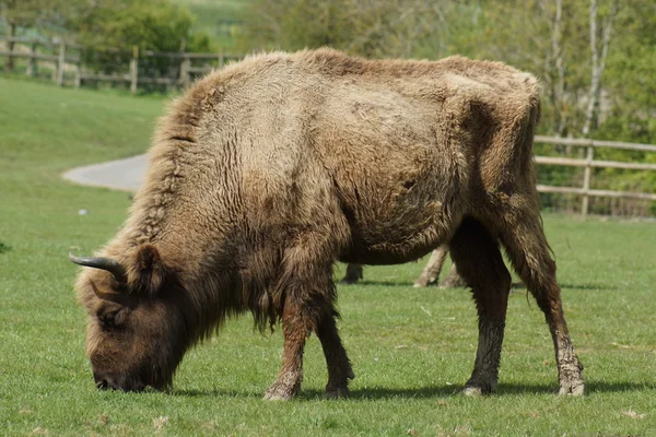Bisonte europeo - Bison bonasus — Foto de Stock
