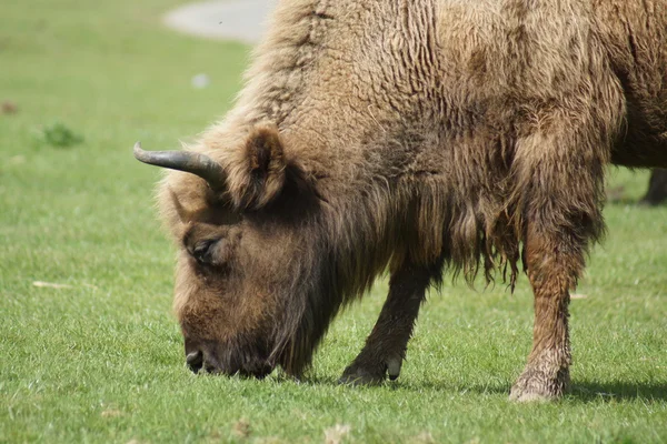 Bisonte europeo - Bison bonasus — Foto de Stock