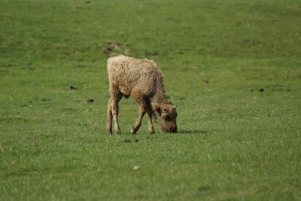 Europäischer Wisent - Bison bonasus — Stockfoto