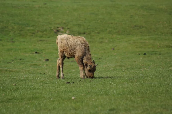 Europese bizon - Bison bonasus — Stockfoto