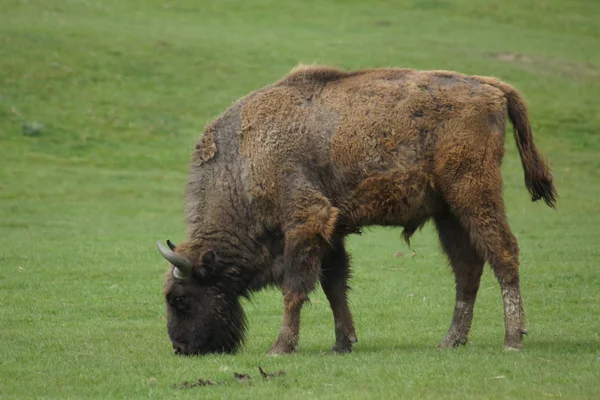 Европейский бизон - Bison bonasus — стоковое фото