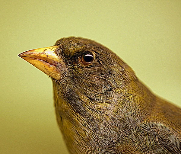 Pinzón verde europeo - Cloris chloris — Foto de Stock