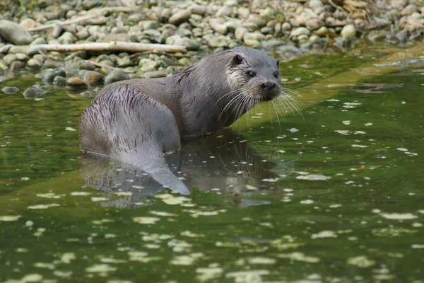 Europäische Fischotter - lutra lutra — Stockfoto