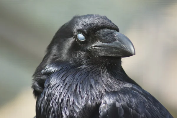 Gemeiner Rabe - corvus corax lizenzfreie Stockbilder