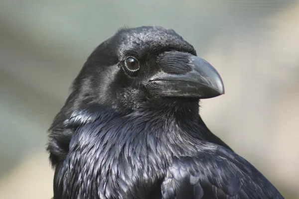 Gemeiner Rabe - corvus corax Stockfoto