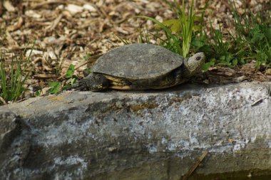 Avrupa su birikintisi Terrapin - Emys orbicularis