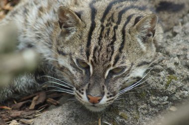 balıkçı kedi - prionailurus viverrinus