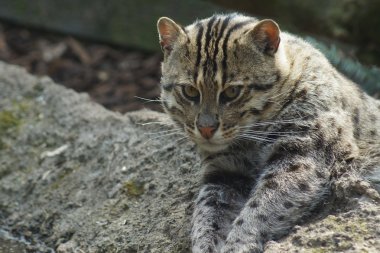 balıkçı kedi - prionailurus viverrinus