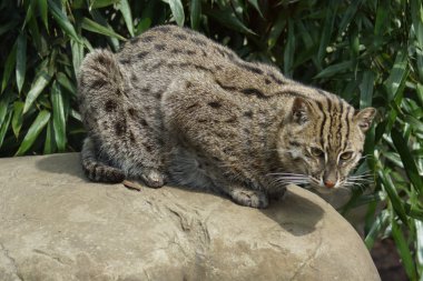 balıkçı kedi - prionailurus viverrinus