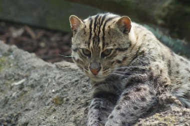 balıkçı kedi - prionailurus viverrinus