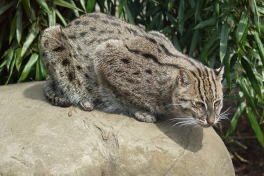balıkçı kedi - prionailurus viverrinus