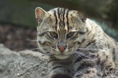 balıkçı kedi - prionailurus viverrinus